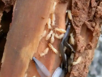 石家庄市白蚁防治公司分享地下室、一楼房屋白蚁专项防治技巧
